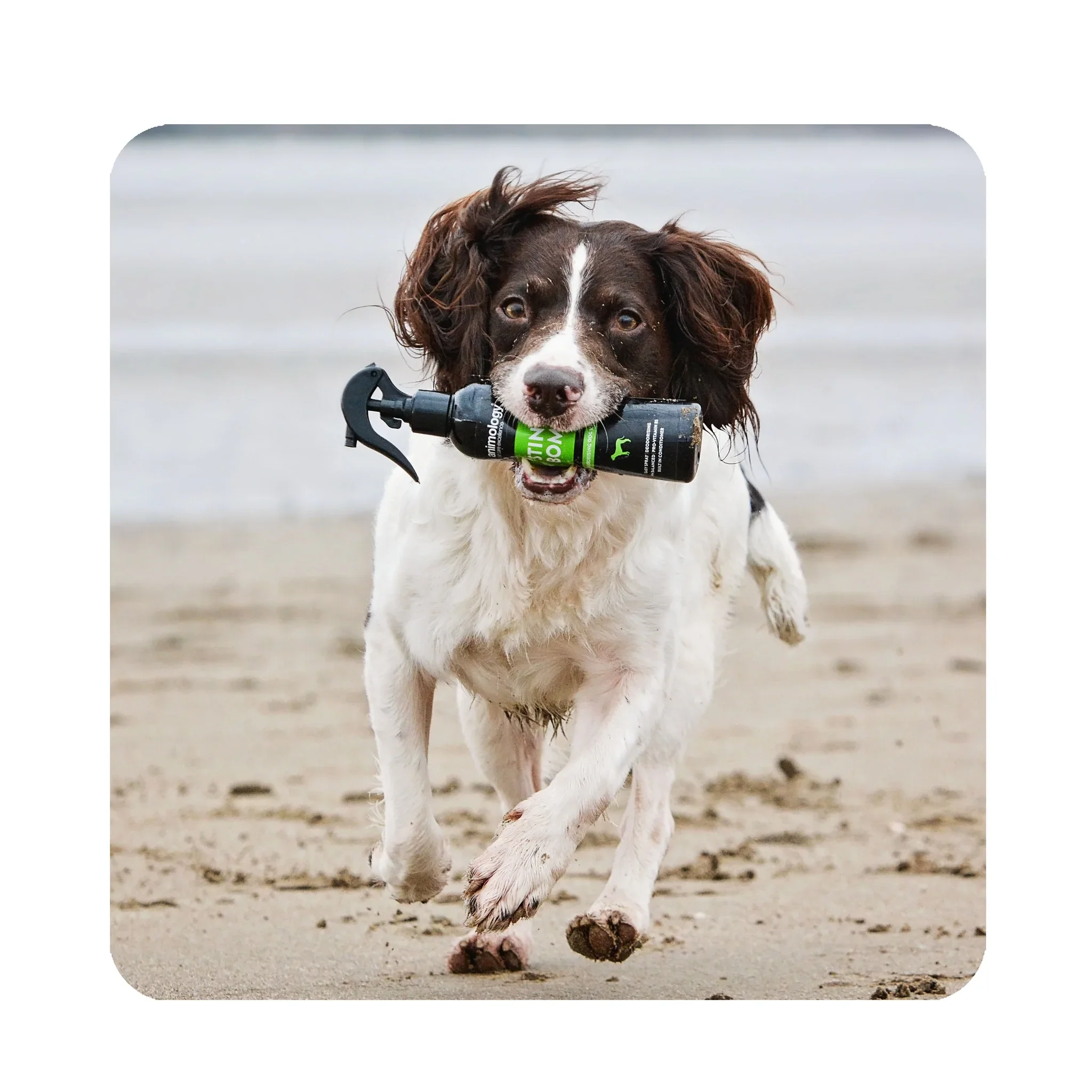 Animology Stink Bomb Deodorising Dog Spray - Image 6