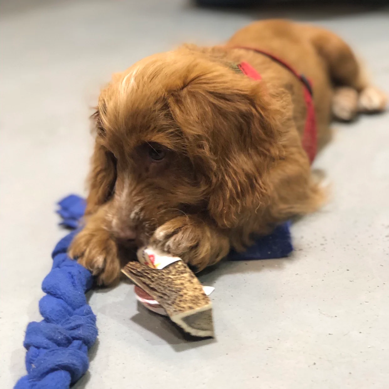 Antler Chews - Image 3