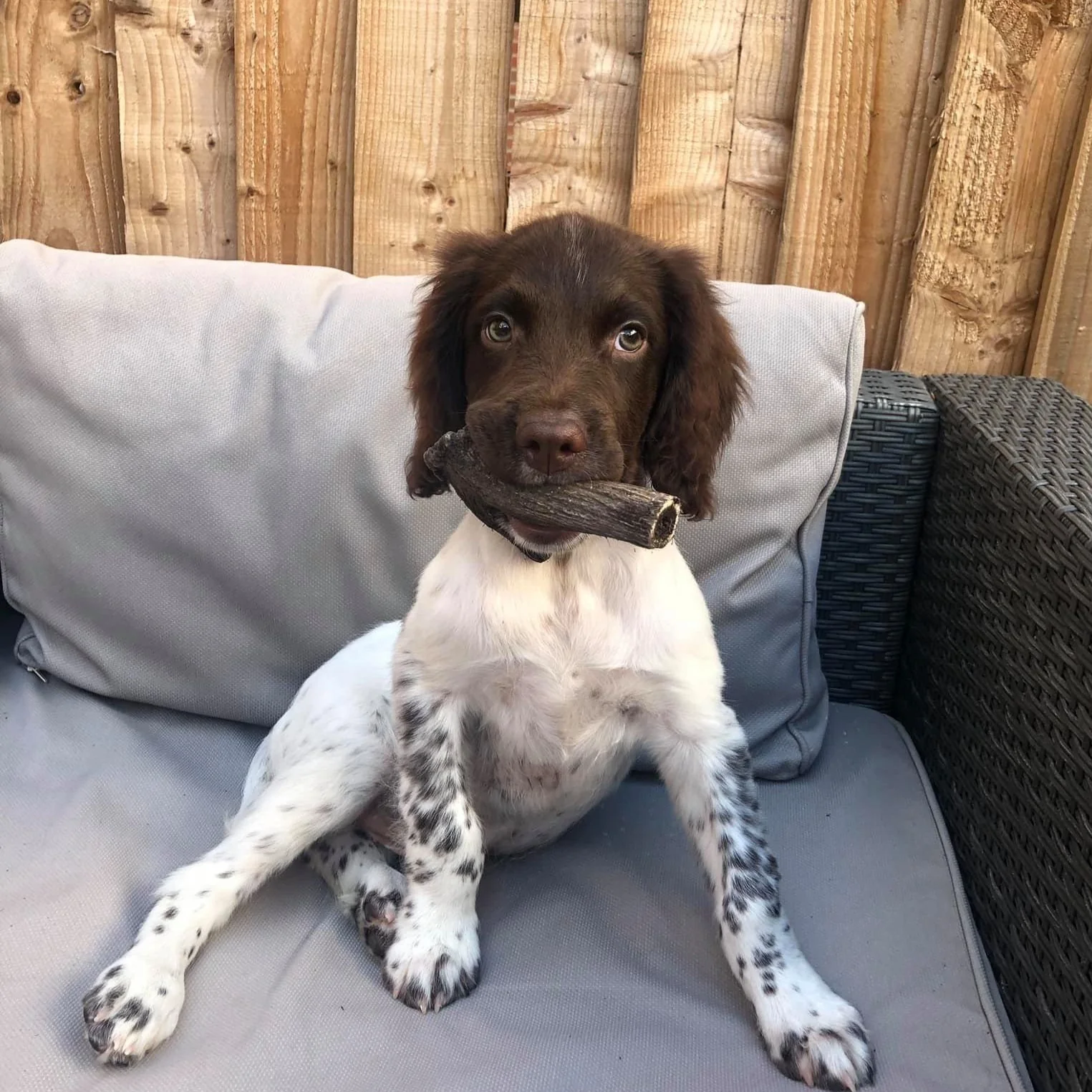 Antler Chews - Image 4