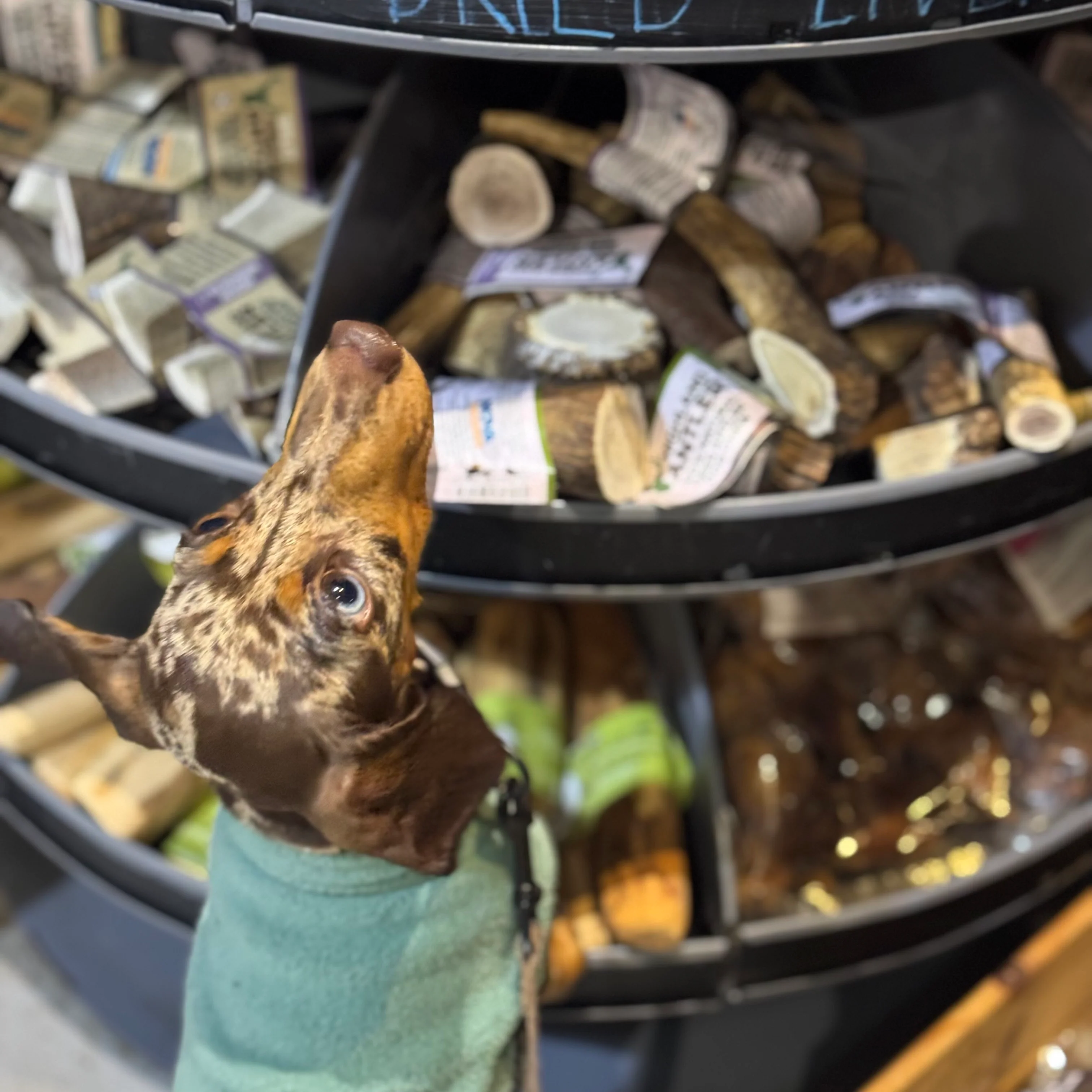 Antler Chews - Image 5