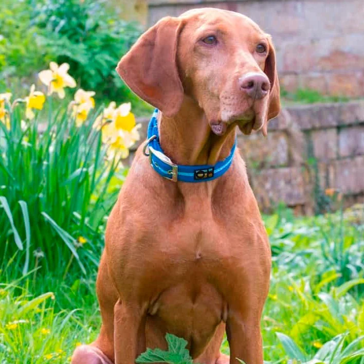 Blue Oscar and Hooch Dog Collar - Image 3