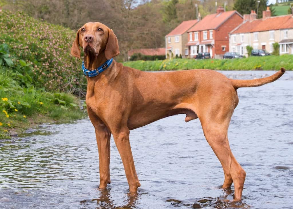 Blue Oscar and Hooch Dog Collar - Image 4
