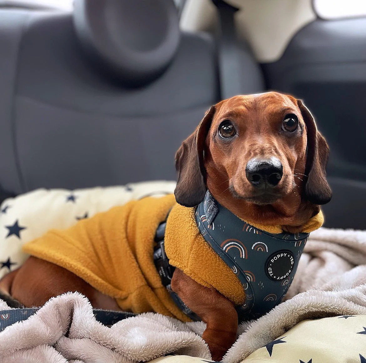 Dachshund Fleece Jumper - Image 11