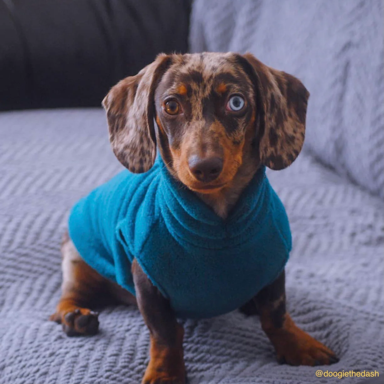 Dachshund Fleece Jumper - Image 12