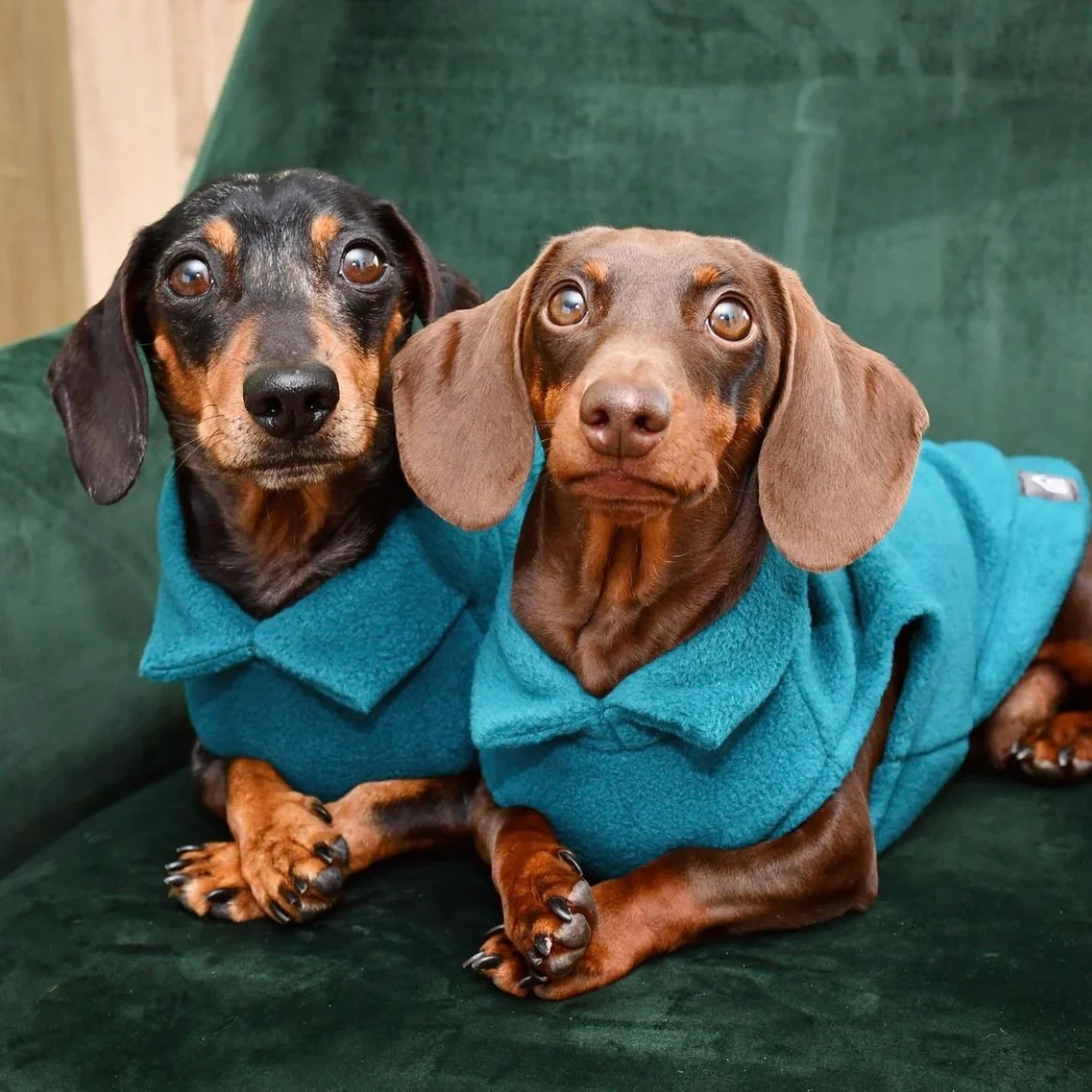 Dachshund Fleece Jumper - Image 18