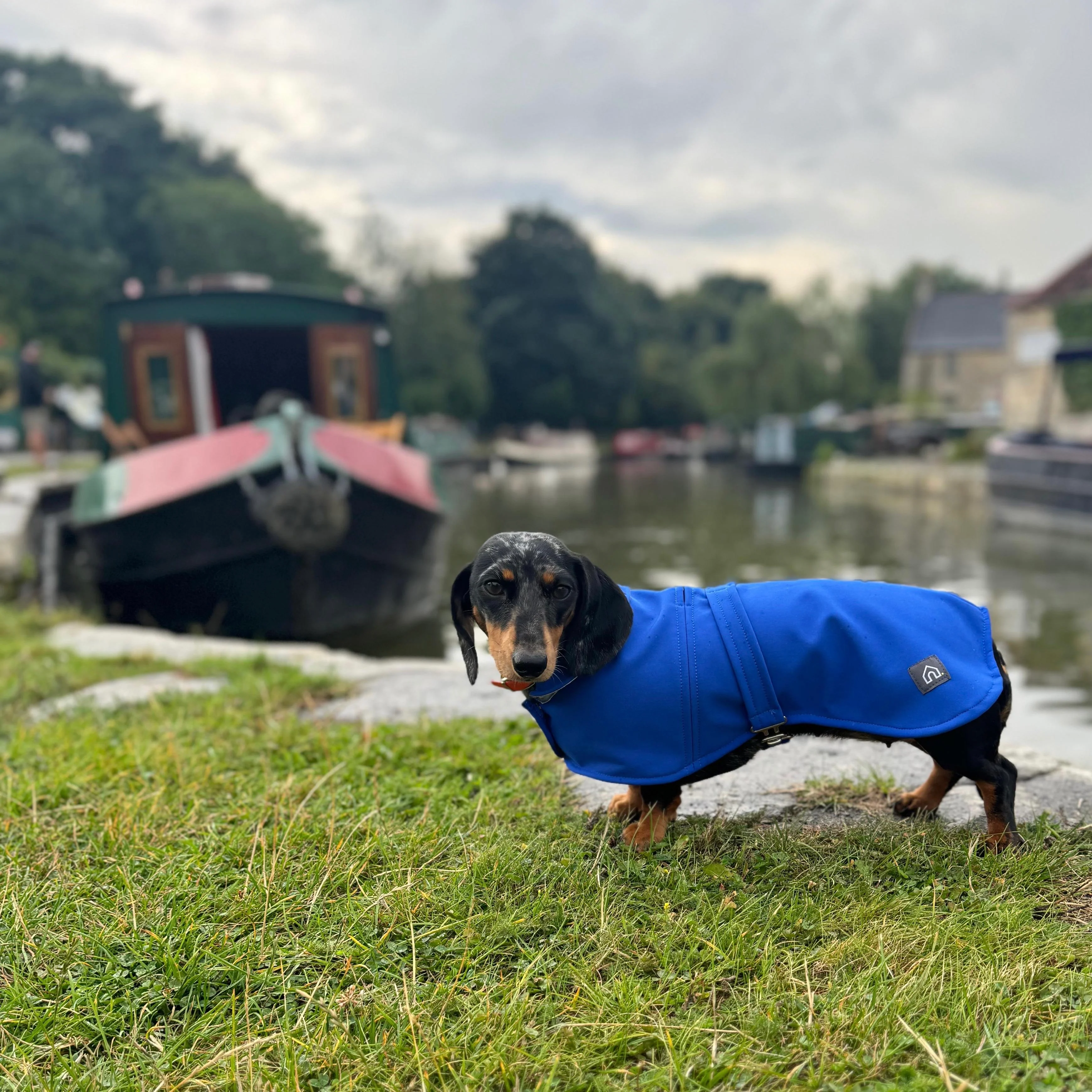 Dachshund Waterproof Coat - Image 14