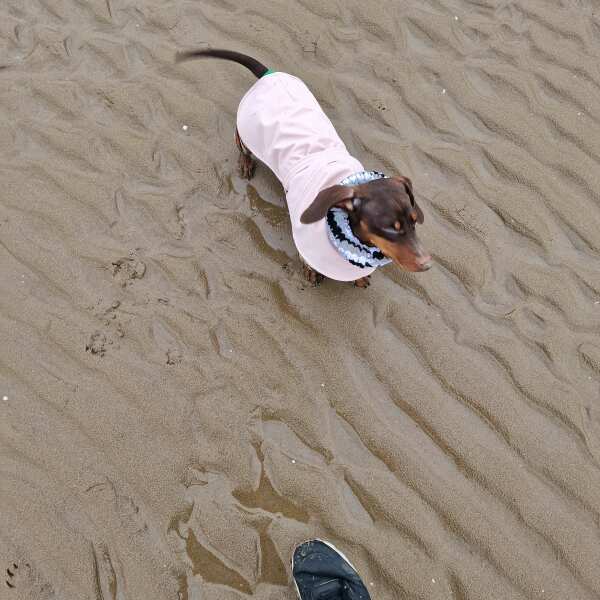 Dachshund Waterproof Coat - Image 15