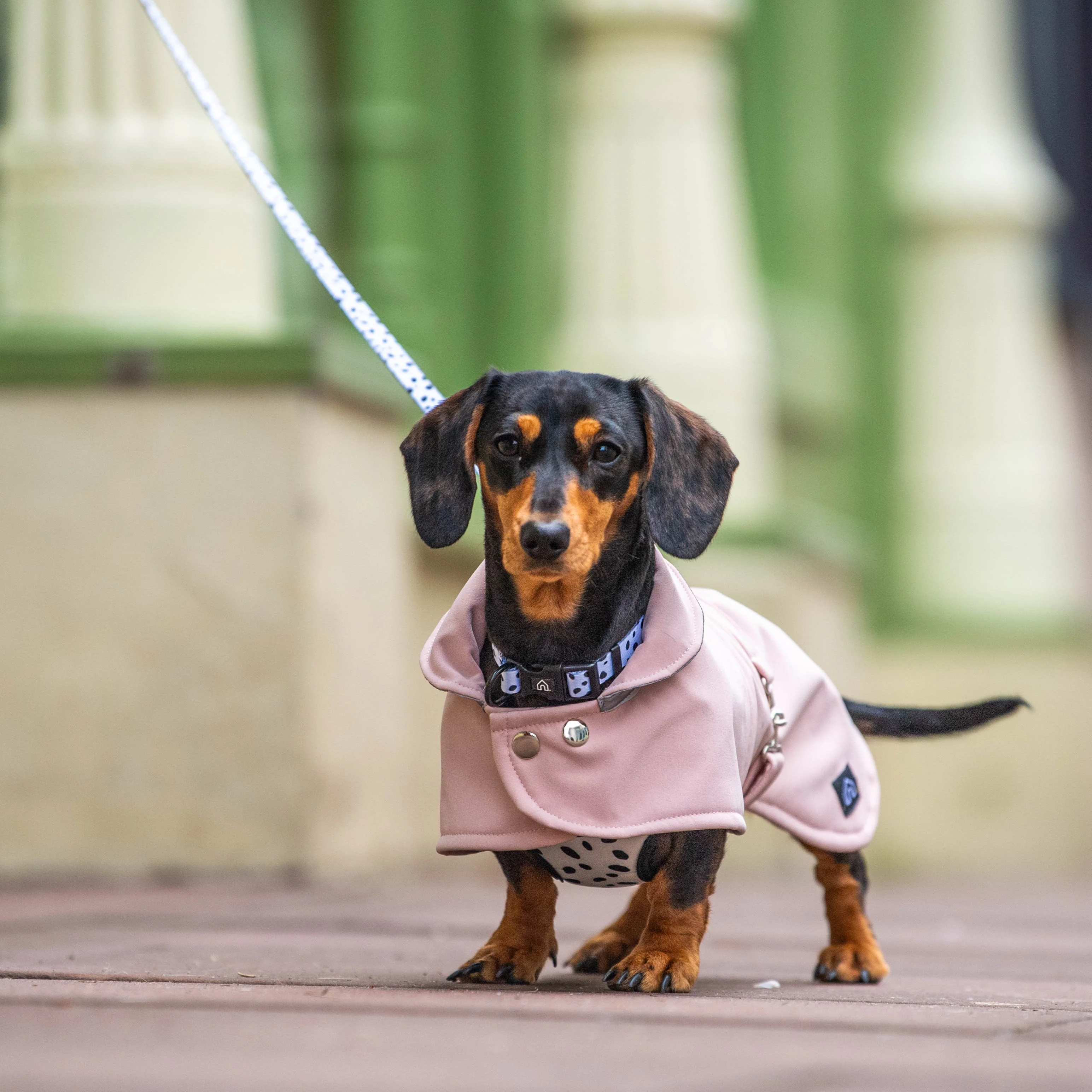 Dachshund Waterproof Coat - Image 4