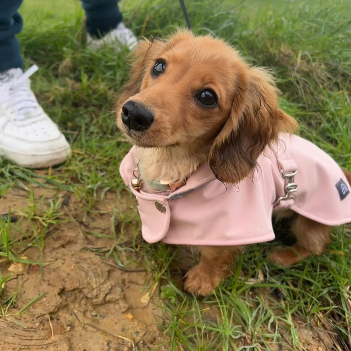 Dachshund Waterproof Coat - Image 5