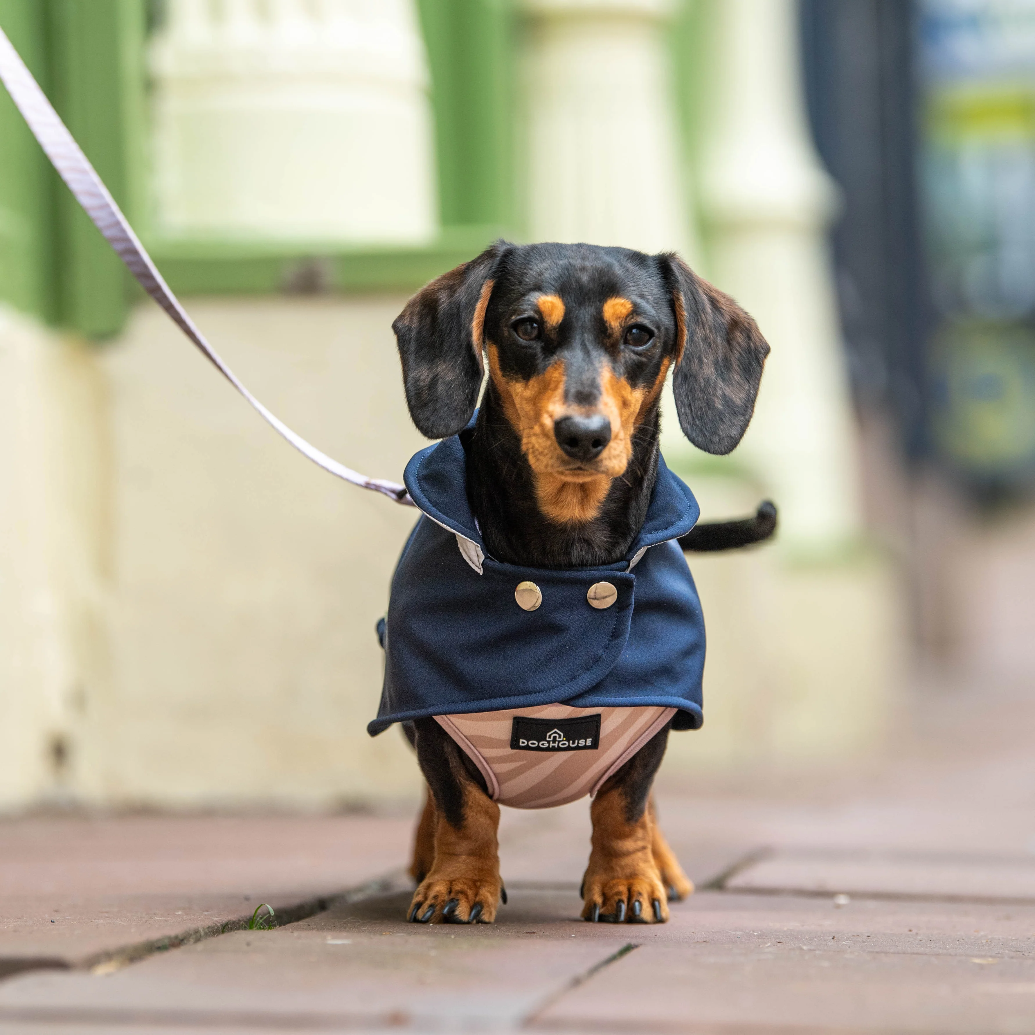 Dachshund Waterproof Coat - Image 6