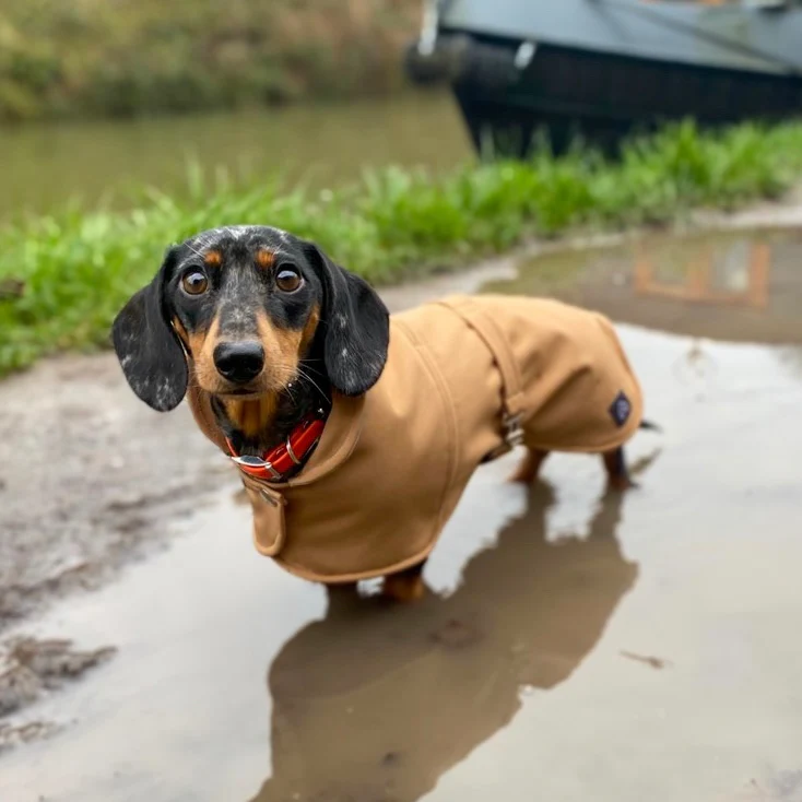 Dachshund Waterproof Coat - Image 9