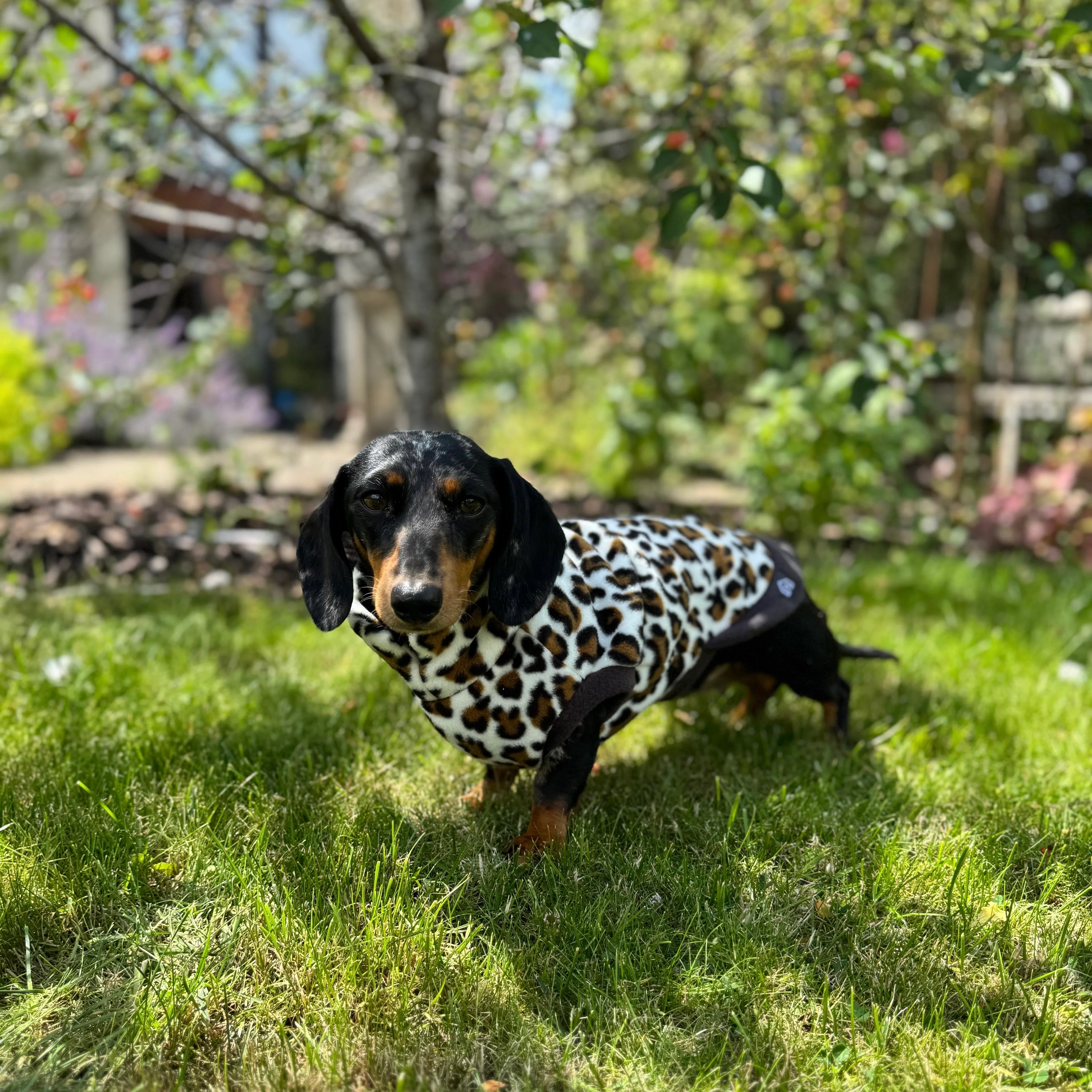 Dachshund Wild Animal Print Fleece Jumper - Image 15