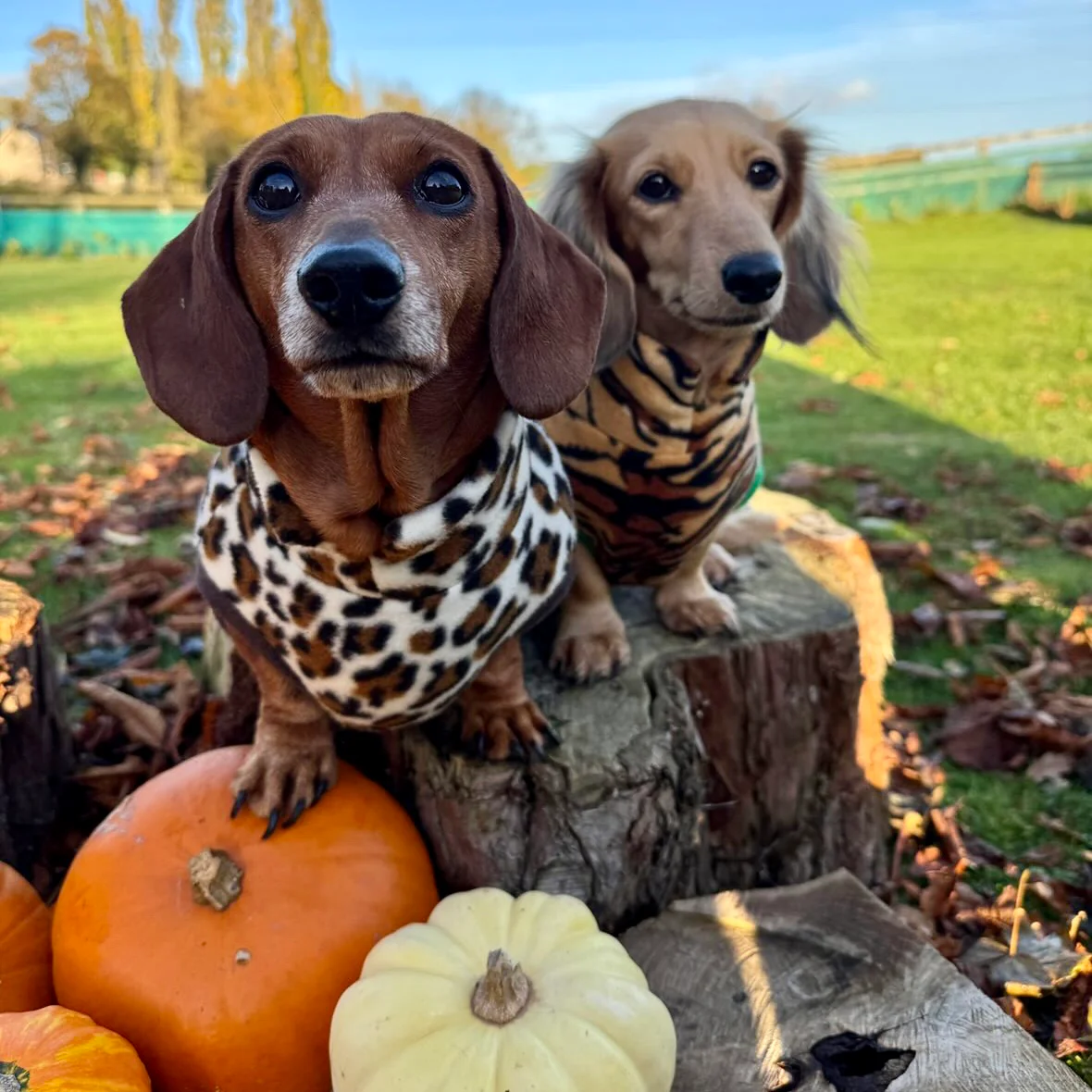 Dachshund Wild Animal Print Fleece Jumper - Image 3