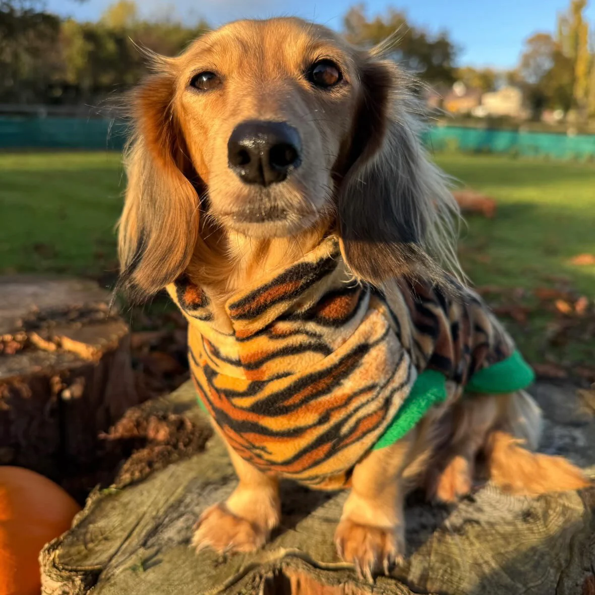 Dachshund Wild Animal Print Fleece Jumper - Image 7
