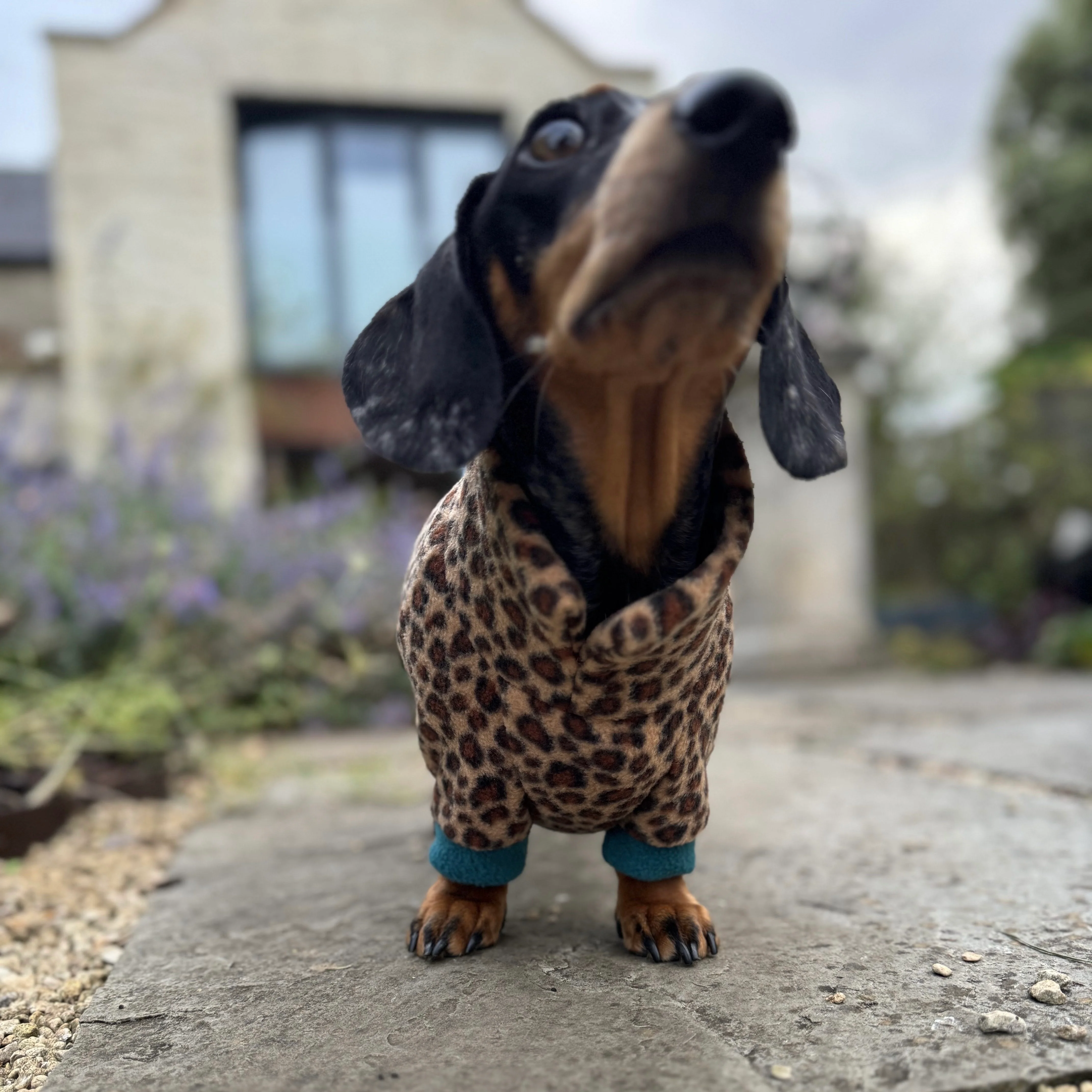 Dachshund Wild Animal Print Fleece Suits with 4 Legs - Image 10