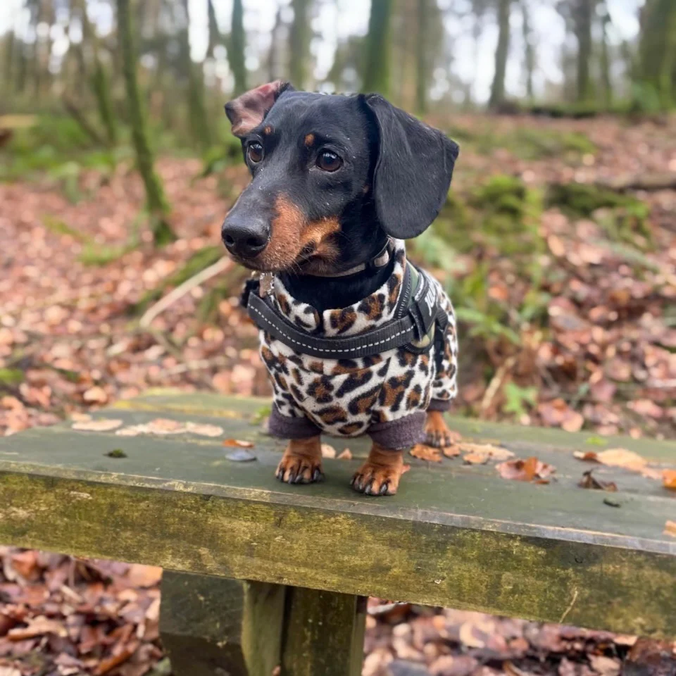 Dachshund Wild Animal Print Fleece Suits with 4 Legs - Image 13