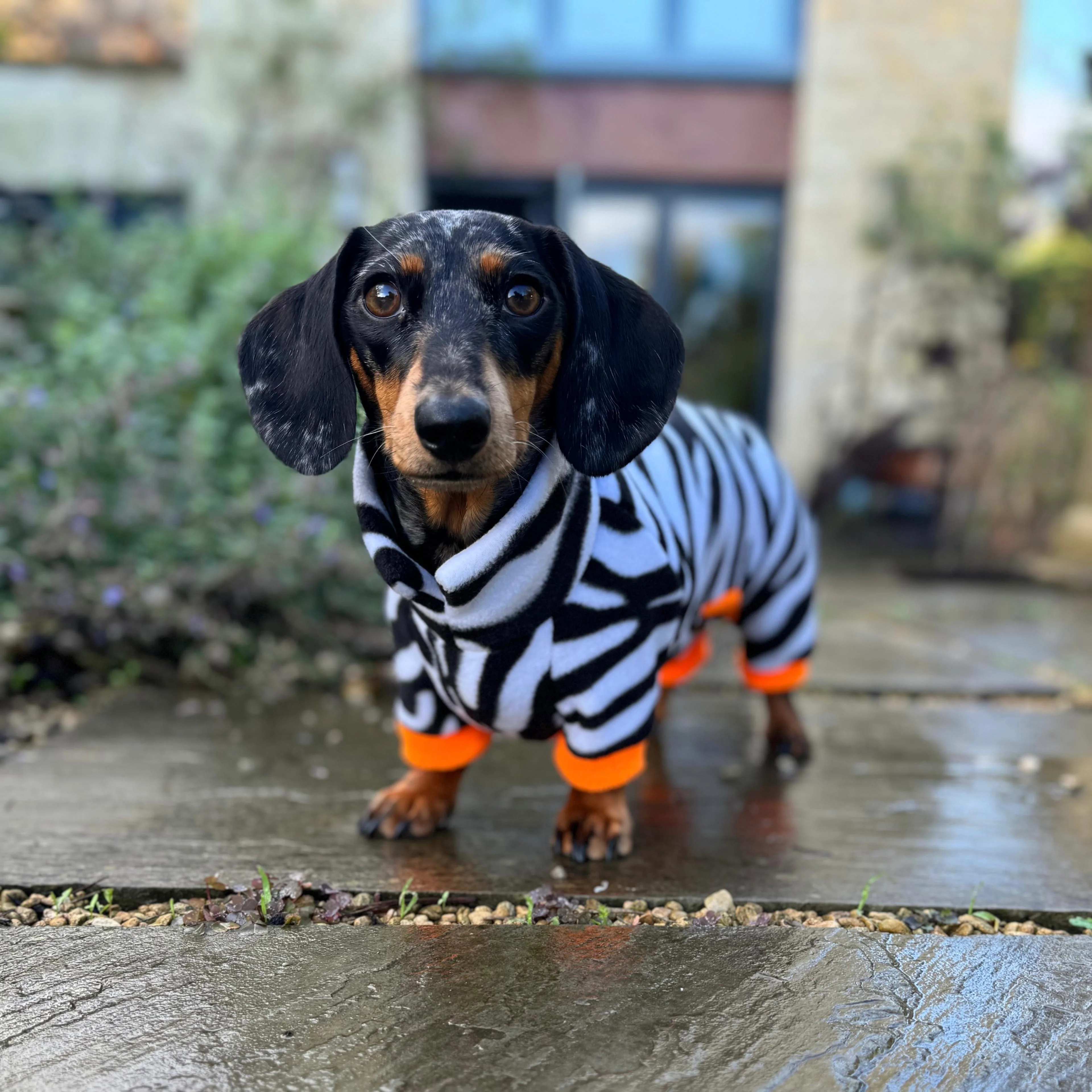 Dachshund Wild Animal Print Fleece Suits with 4 Legs - Image 3