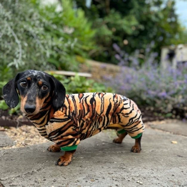 Dachshund Wild Animal Print Fleece Suits with 4 Legs - Image 4