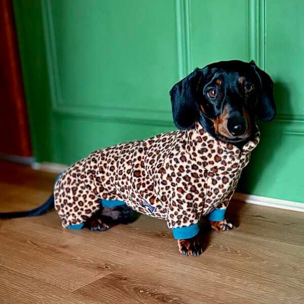 Dachshund Wild Animal Print Fleece Suits with 4 Legs - Image 5