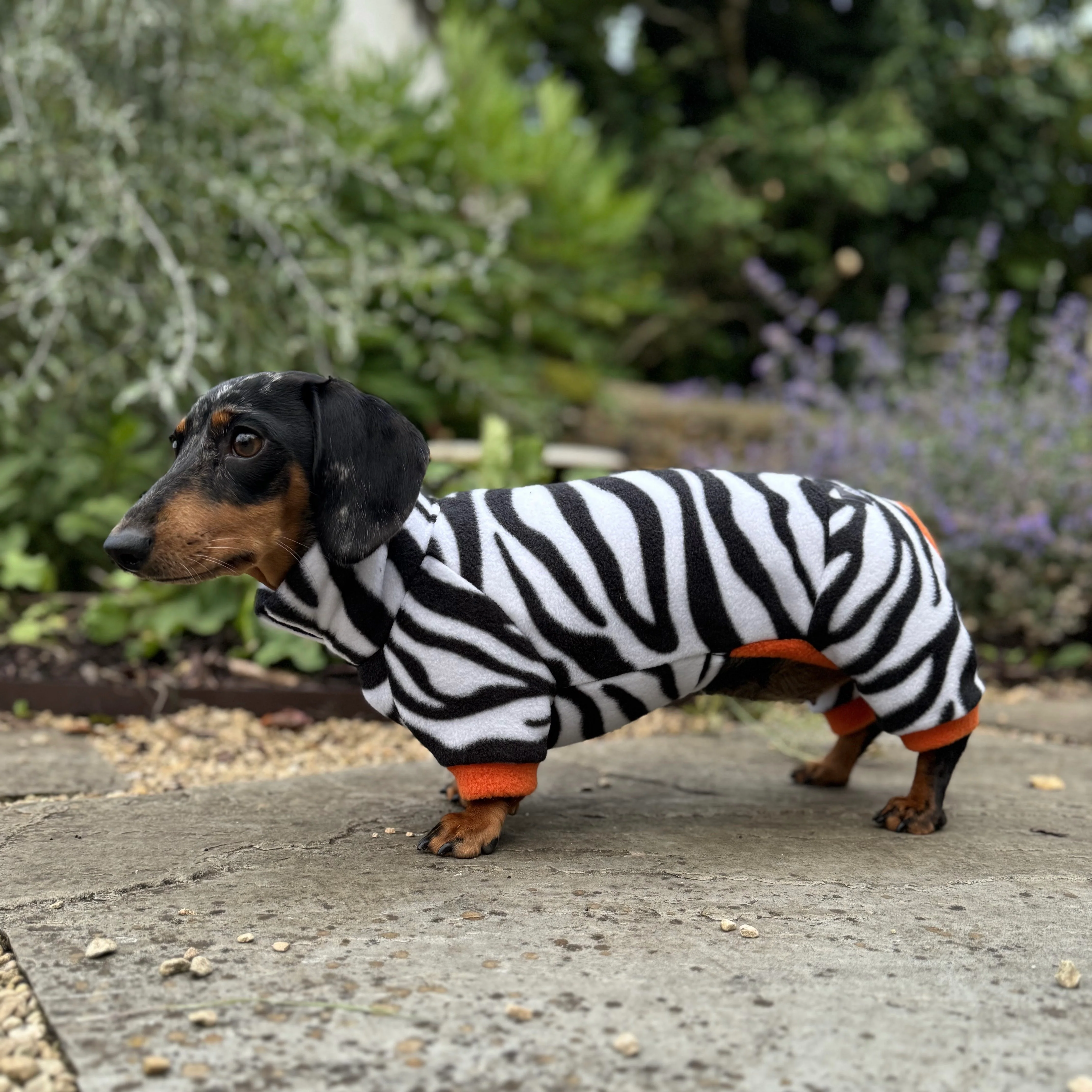 Dachshund Wild Animal Print Fleece Suits with 4 Legs - Image 6