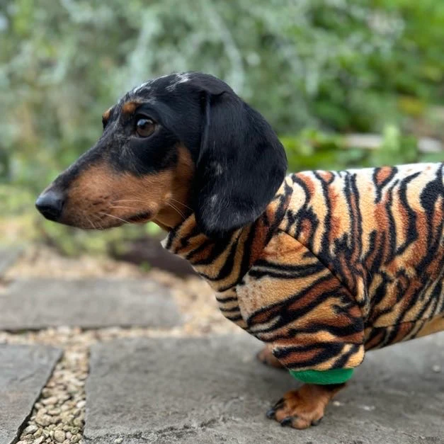 Dachshund Wild Animal Print Fleece Suits with 4 Legs - Image 7
