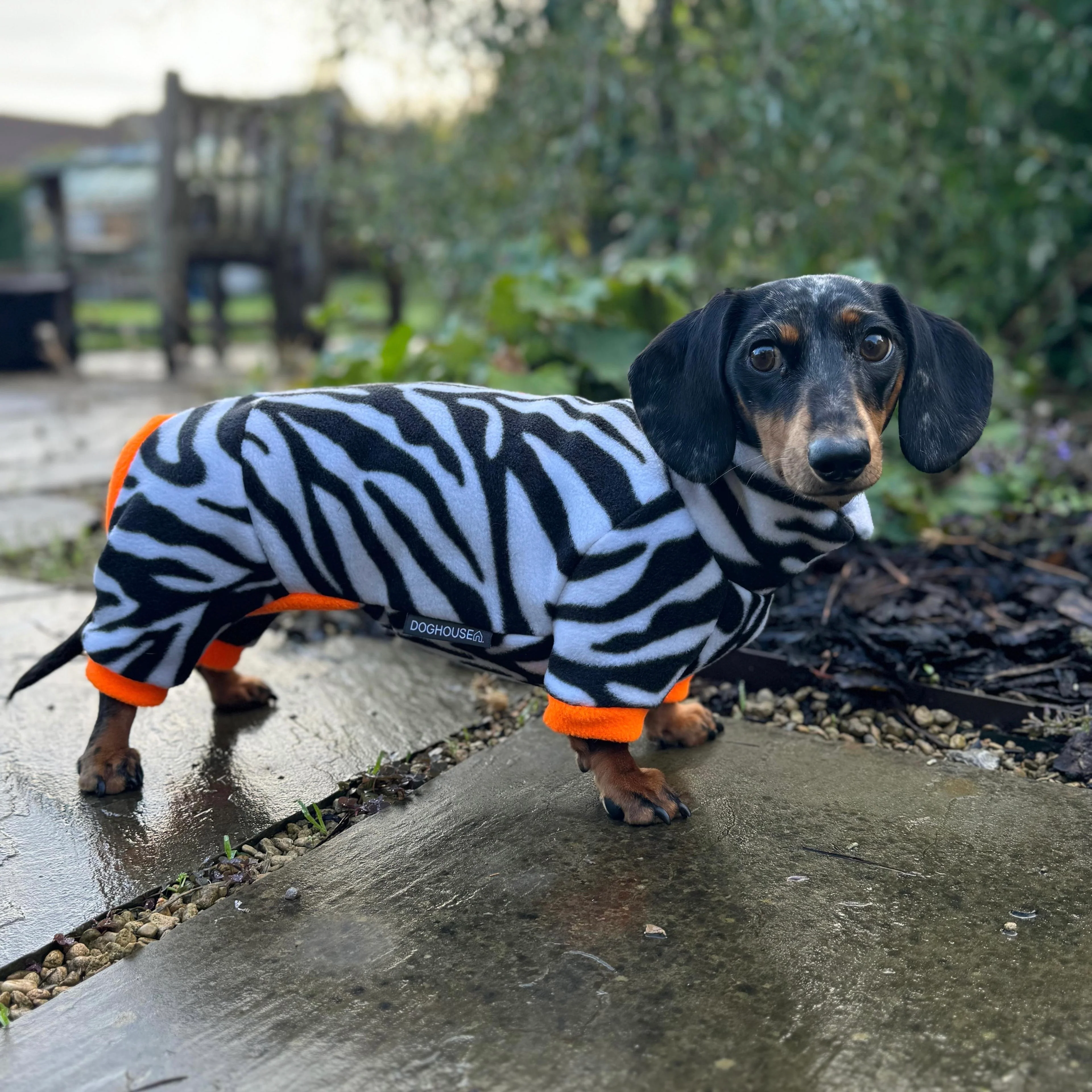 Dachshund Wild Animal Print Fleece Suits with 4 Legs - Image 9