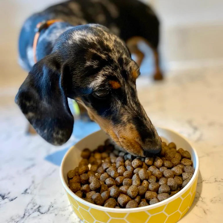 DOGFOOD Grain Free Salmon for Small Breed Adult Dogs - Image 6