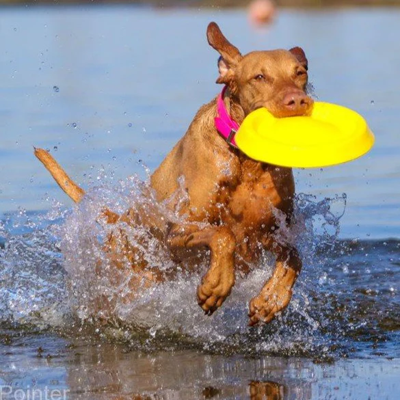 Durafoam Super Tough Foam Frisbee - Image 3