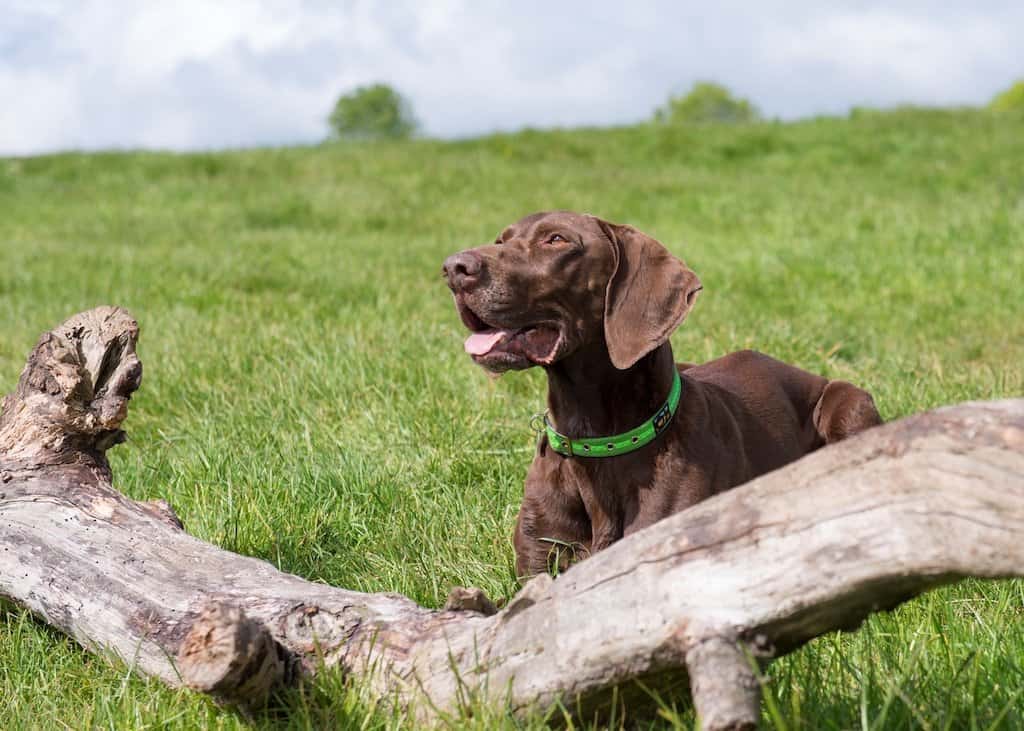 Green Oscar and Hooch Dog Collar - Image 3
