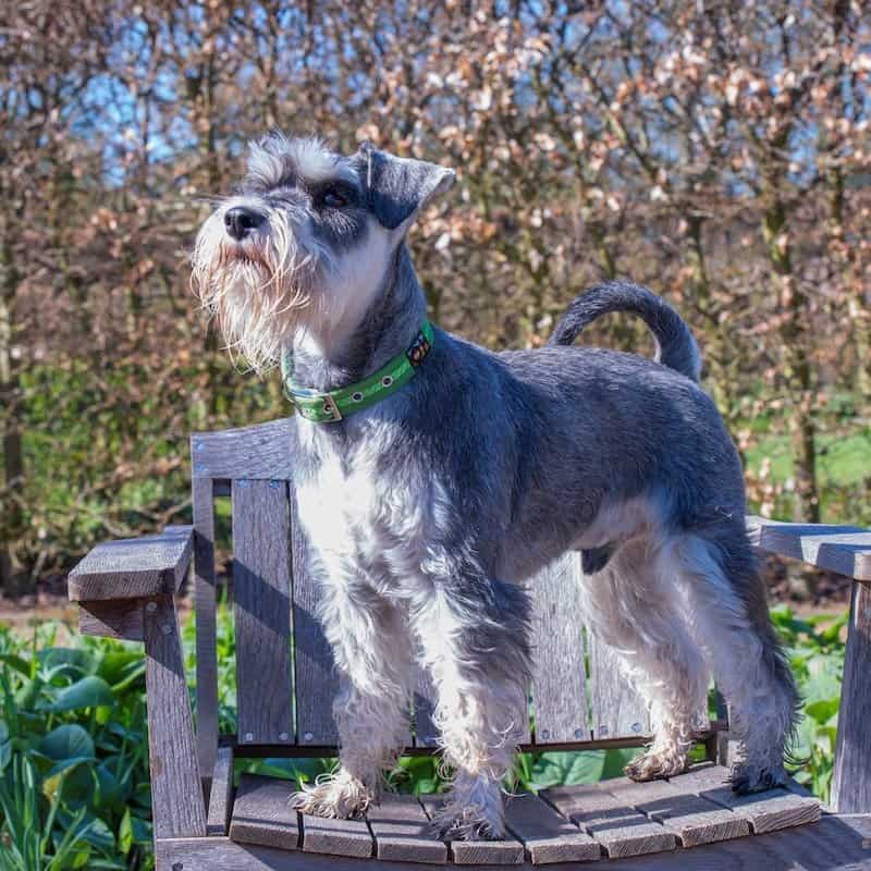 Green Oscar and Hooch Dog Collar - Image 4