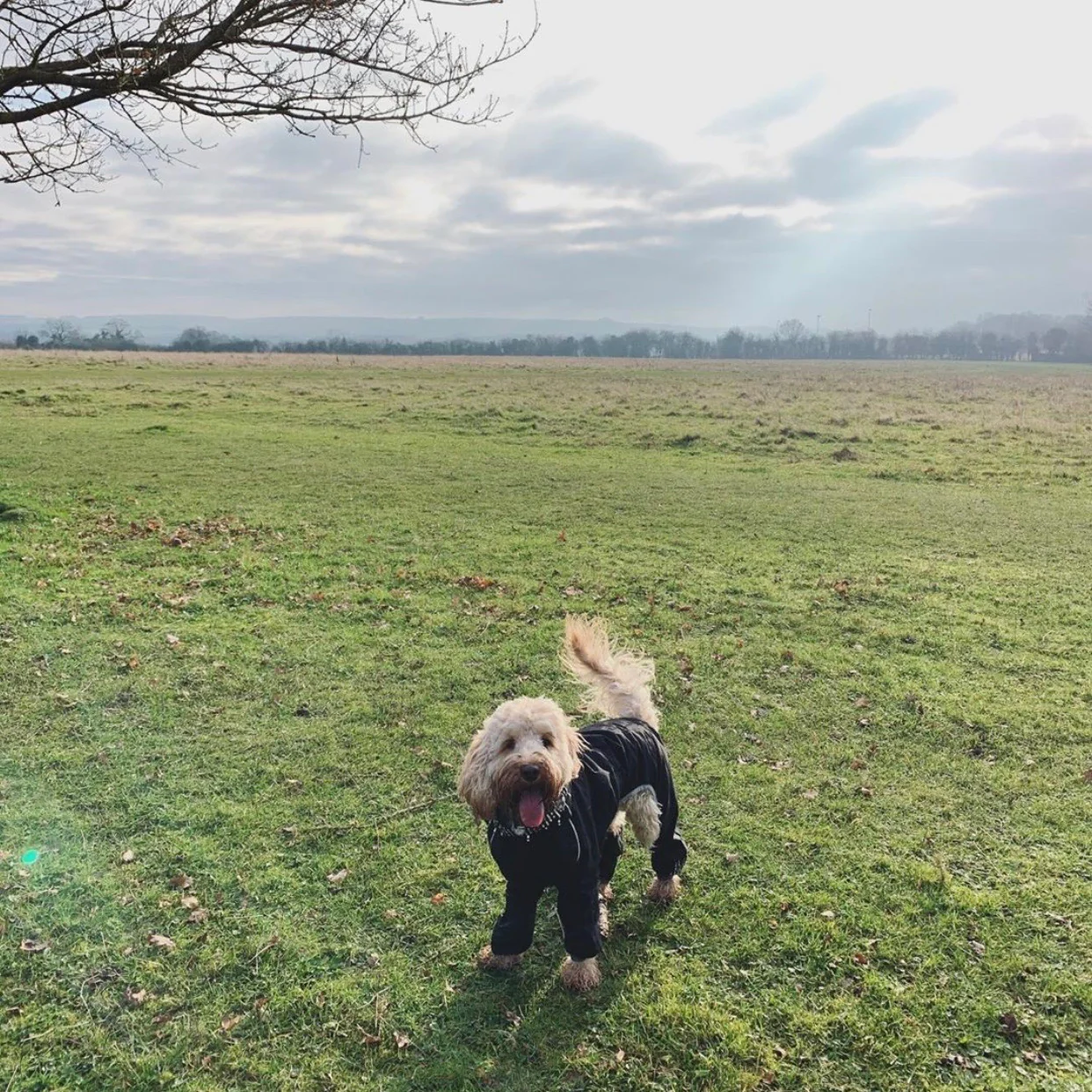 Hurtta Downpour Suit - Image 8