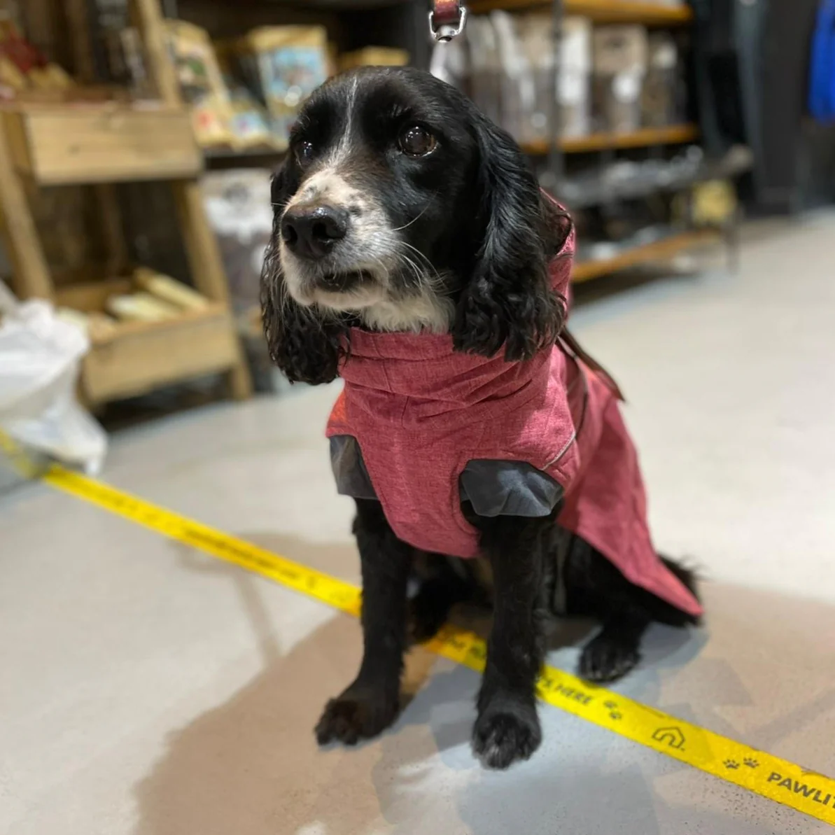 Hurtta Expedition Parka Dog Coat - Image 6