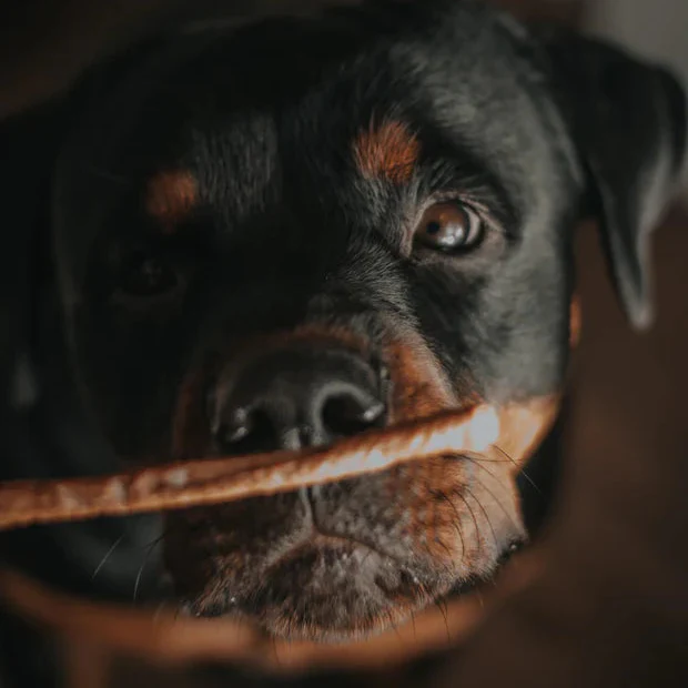 JR Pets 100% Fresh Meat Dog Treat Sticks - Image 7