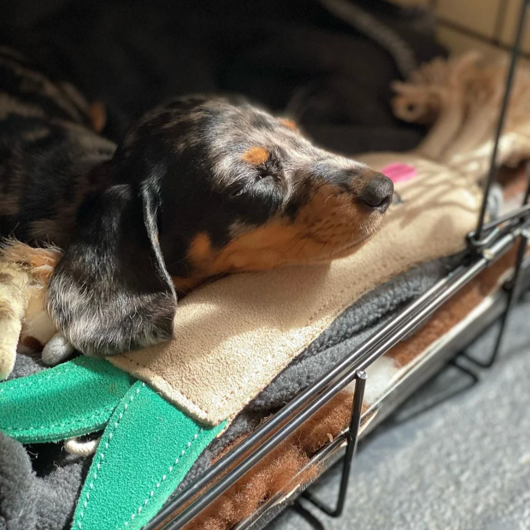 Green & Wilds Eco Dog Toy Lenny The Leek - Image 7