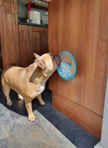 LickiMat™ - Splash - Image 5