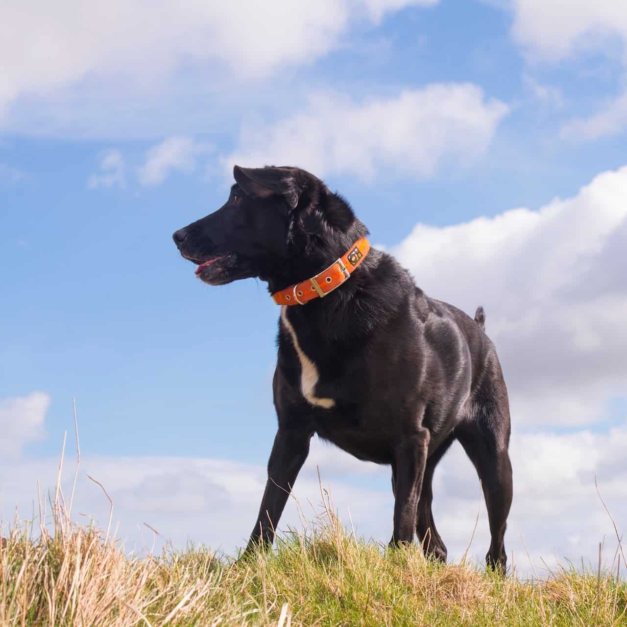 Orange Oscar and Hooch Dog Collar - Image 4