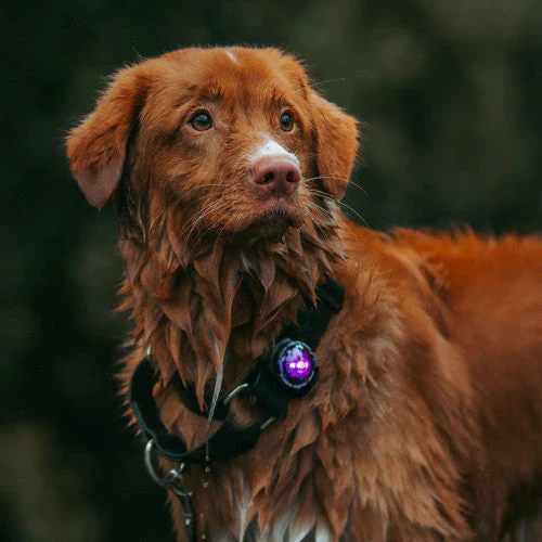 Orbiloc Collar Safety Light - Image 10