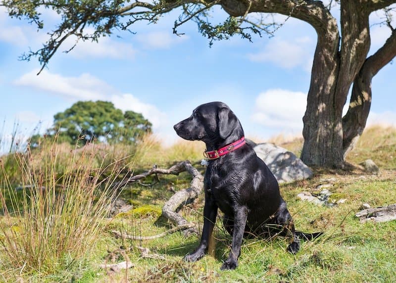 Red Oscar and Hooch Dog Collar - Image 3
