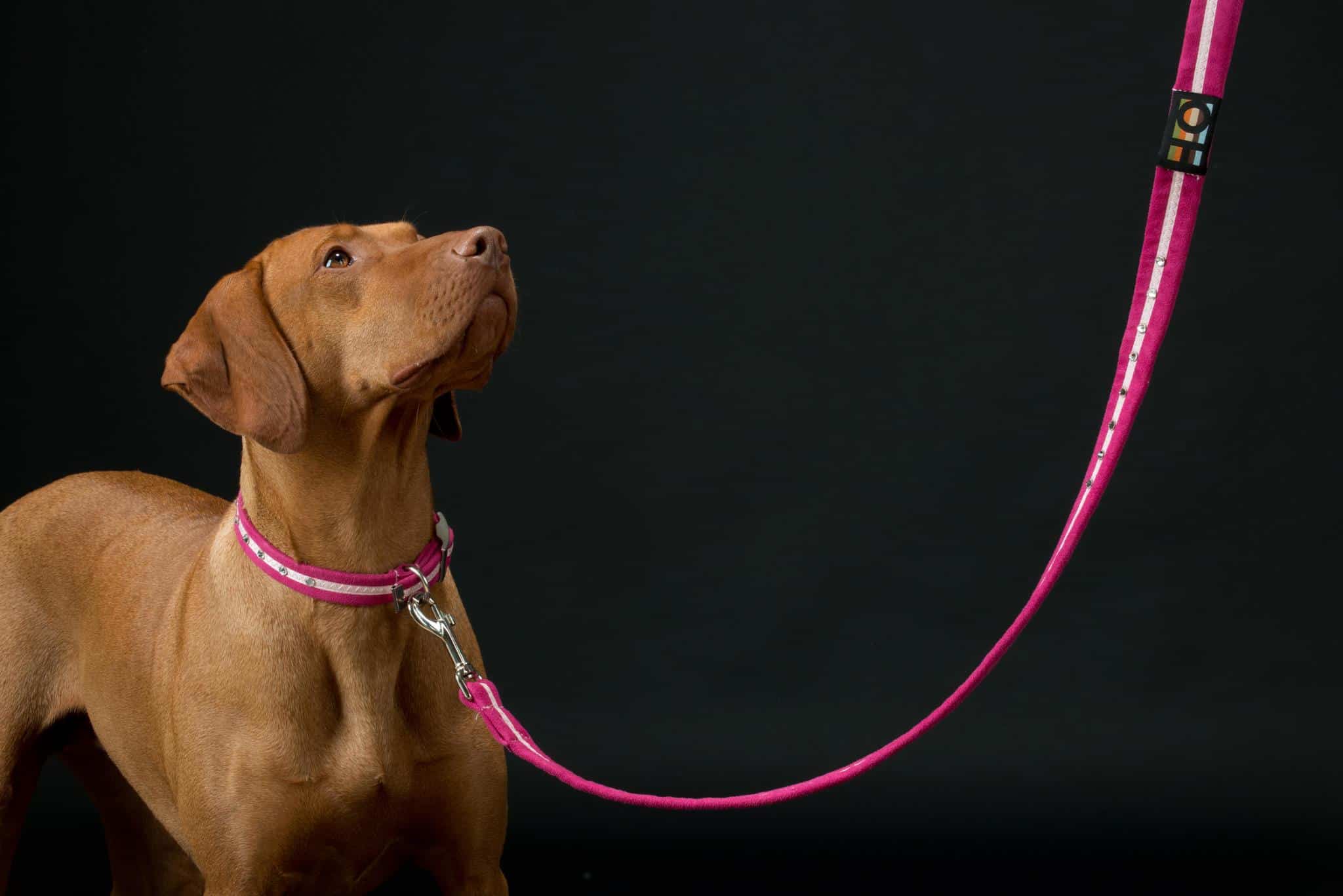 Pink Oscar and Hooch Dog Collar - Image 4