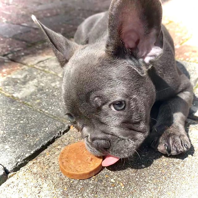 JR Pure Meat Coins for Dogs - Image 6