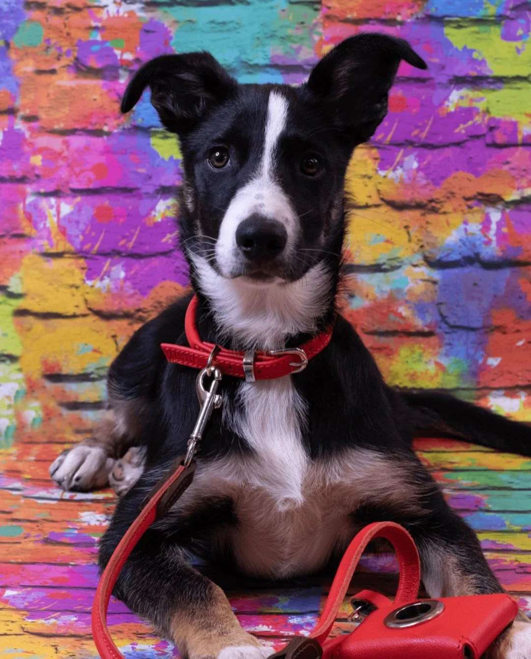 D&H Red Rolled Leather Dog Collar - Image 6