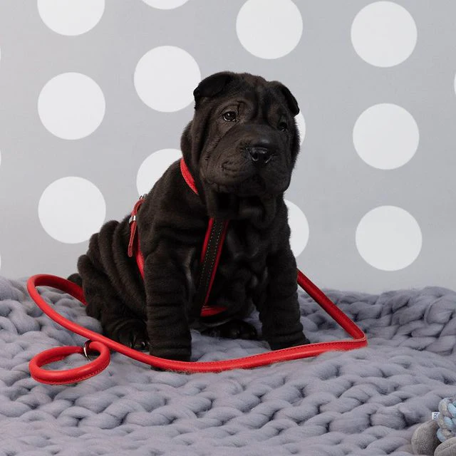 D&H Red Rolled Leather Dog Collar - Image 7