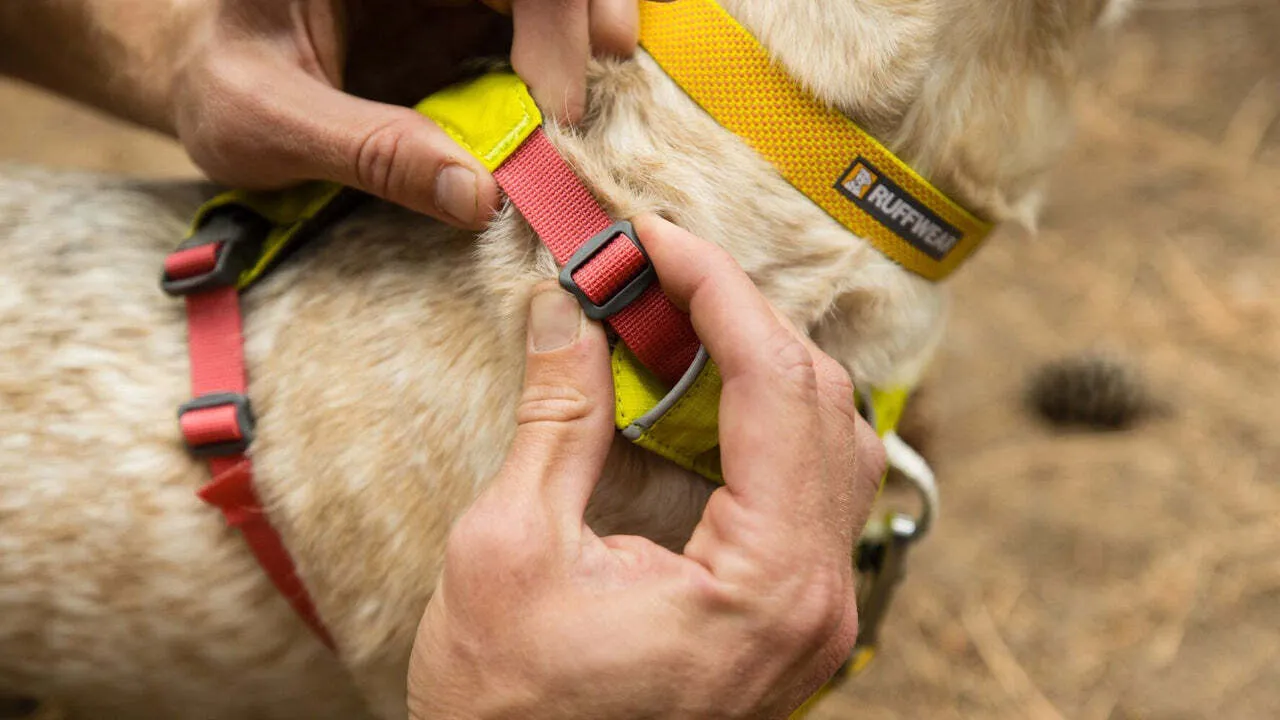 Ruffwear Hi & Light™ Everyday Dog Harness - Image 6