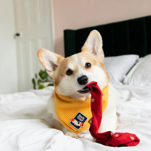 Scout's Honour Iron-on Patches for Dogs - Image 12