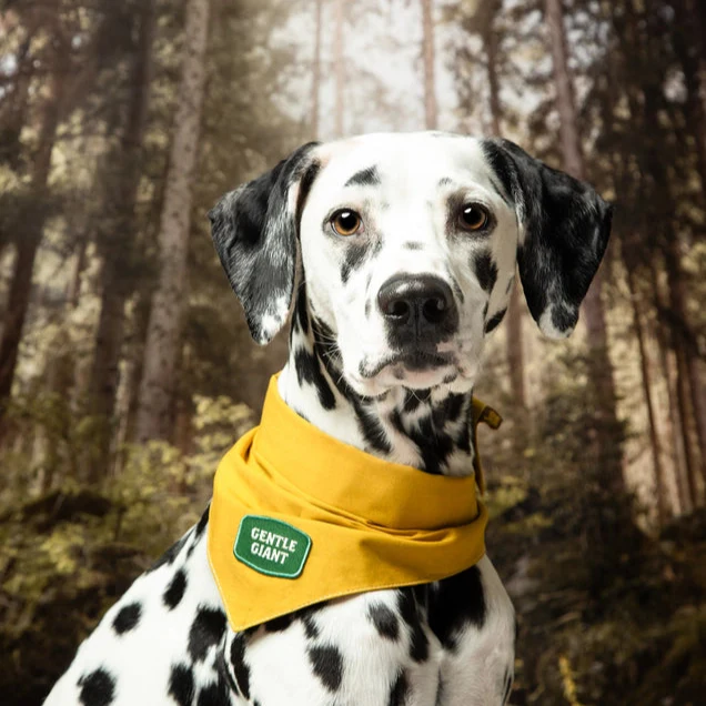 Scout's Honour Iron-on Patches for Dogs - Image 21