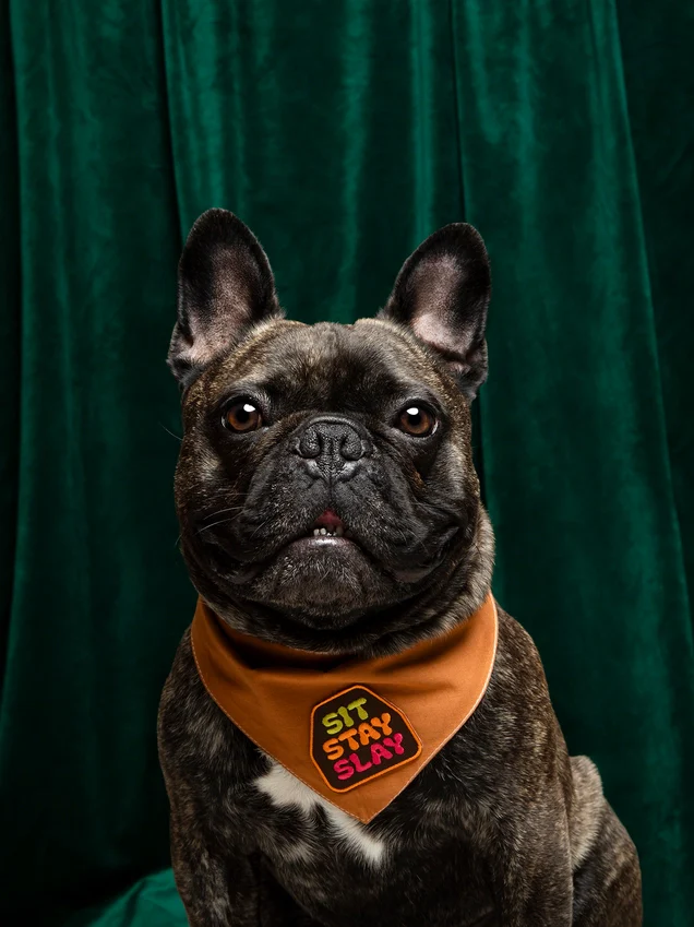 Scout's Honour Iron-on Patches for Dogs - Image 26