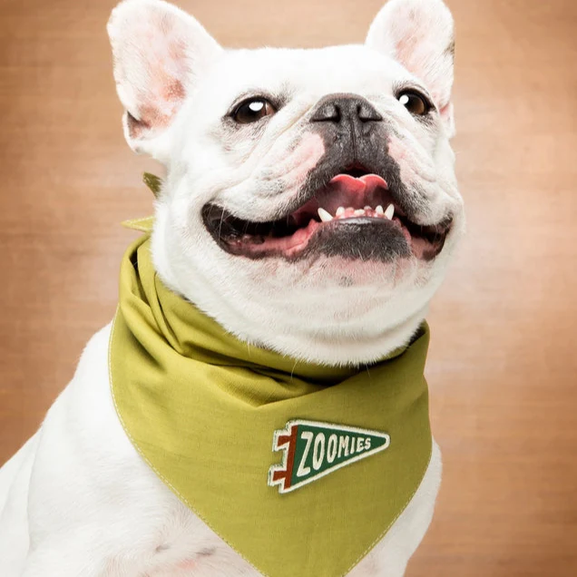 Scout's Honour Iron-on Patches for Dogs - Image 8