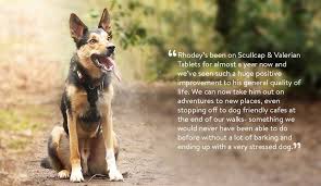 Scullcap & Valerian Calming Tablets For Dogs And Cats - Image 5