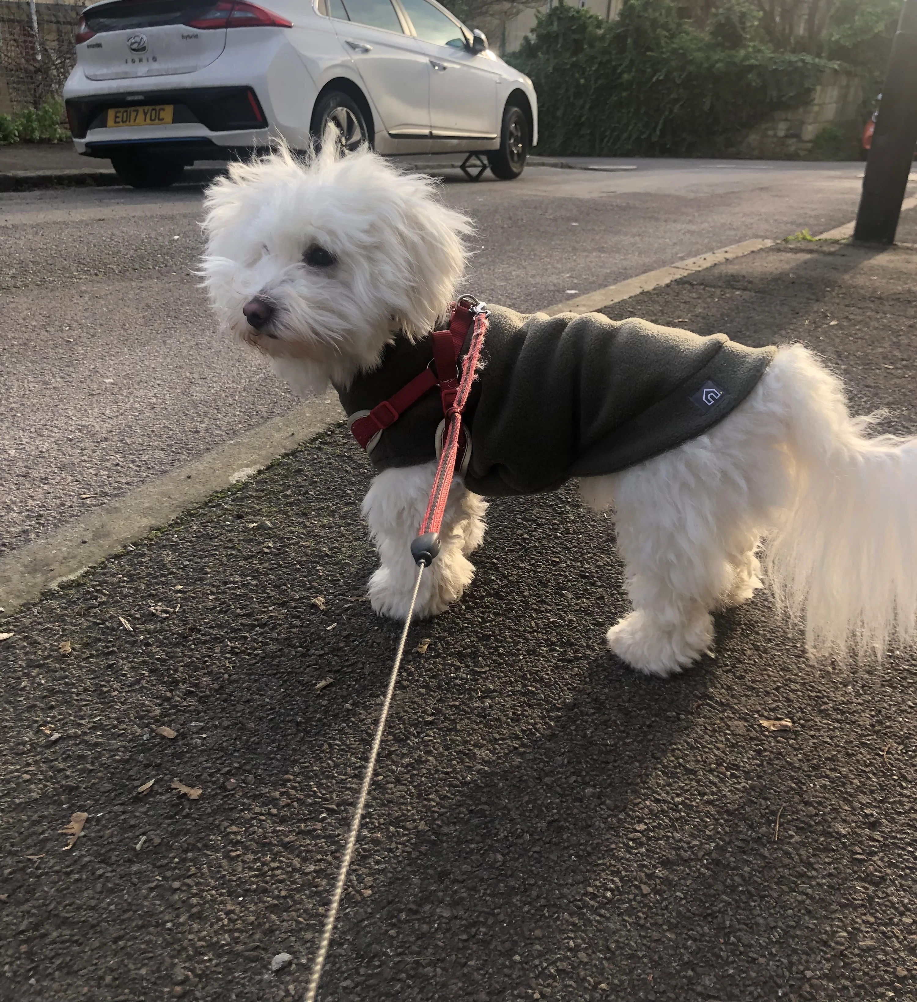 Small Breed Dog Fleece Jumper - Image 16