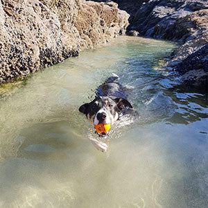 SportsPet Tough Bounce Rubber Ball - Image 5